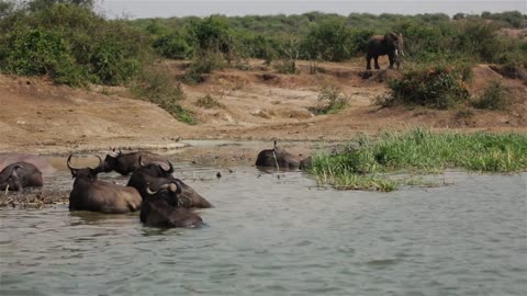 Elephants walk near Wildebeest in the Safari