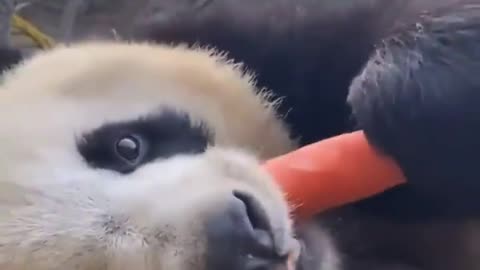 Panda eating carrot