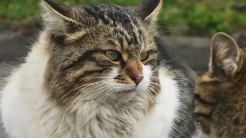 big gang of stray cats