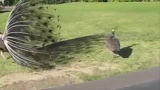 Beautiful Peacock Dance Display In Rain Amazing Video _ Peacock Mating Dance 👦