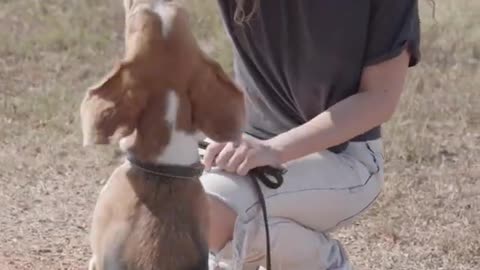 Super training technique for dog