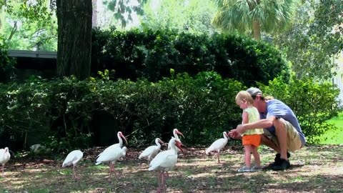 father_teaching_daughter_to_feed_the_animals