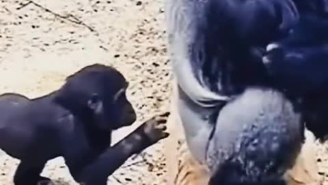 Baby gorilla very funny video in USA