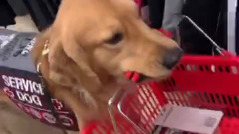 Service Dog Helps Handler Shop For Groceries