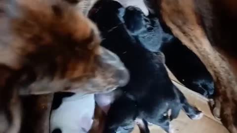 Good mom and baby Dog