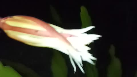 Epiphyllum anguliger