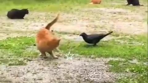 Best funniest Animal vedios 2024