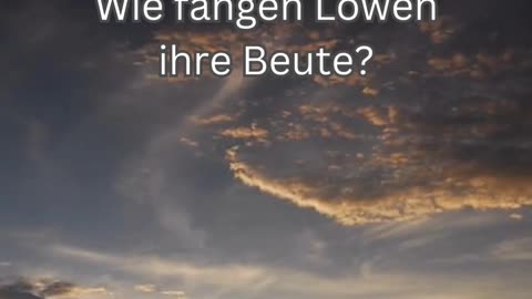 Löwen-Fakt 4 - Wie fangen Löwen ihre Beute?