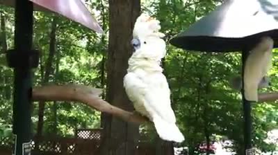 Parrot imitates funny voice