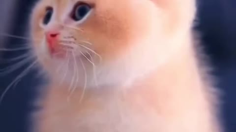 🌺Cute Baby Cat WhatsApp Status 💫❣️Cute Cat Status Video raataan lambiyan |Animals Profile#shorts#cat