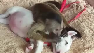 Monkey Grooms Puppy Pal