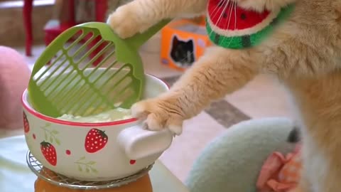 Cute Funny Cat..!! #cooking for you today