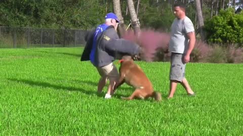 How to make a dog aggressive with few simple tips