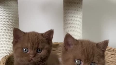 Cute brown cats