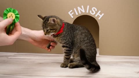 GIANT Maze Labyrinth for Cat Kittens. Can they EXIT?