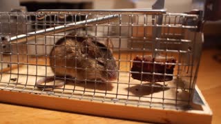 Spotted Mouse Trap Catches Spicky Meat Lover