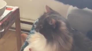 Girl eats food in front of her cat on her lap, cat thinks it's being fed but is tricked