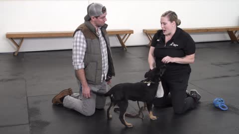 Learn how to stop puppy from biting from professional dog trainers