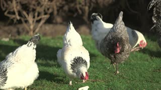 Chickens! 5 Fun Facts from the Fun Fact Channel!