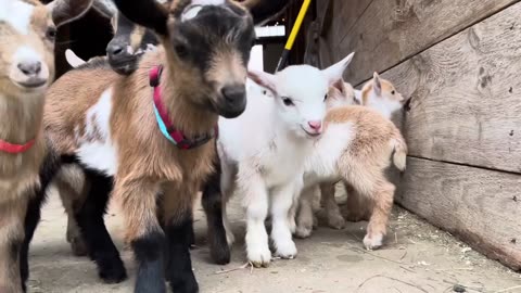 24 Curious goat kids!