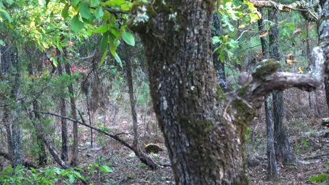 Arkansas Deer Hunting - Muzzleloader Opening Day 2022-16