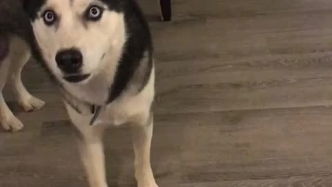 Husky upset