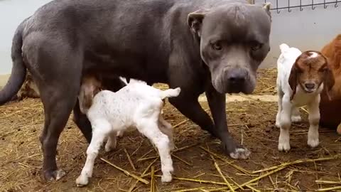 Goats suckle with dogs