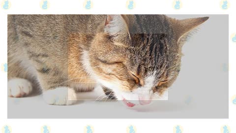 How to deal with Bronchitis in your Cat!