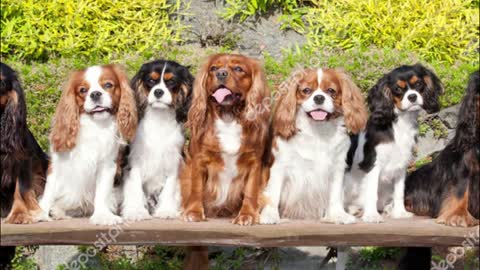 (Whining, Whimpering, growling, barking), Cavalier King Charles Spaniel