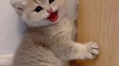 Cute Kitten Funny Cat Want More Food Funny Cats Videos