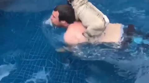 Pug rides swimming owner across pool