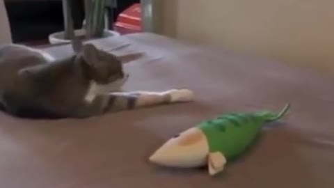 Cat Fun With Fake Fish