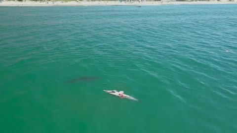 Great White Sharks Feast on a Dolphin