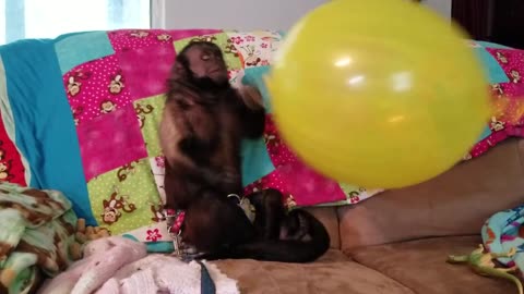 Monkey With His Big Balloon