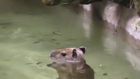 Our natural born entertainer enjoying a morning dip 🥹😭