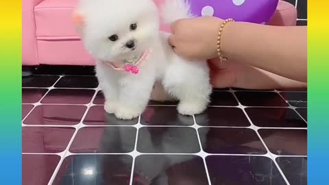 Cute and Funny Dog Videos