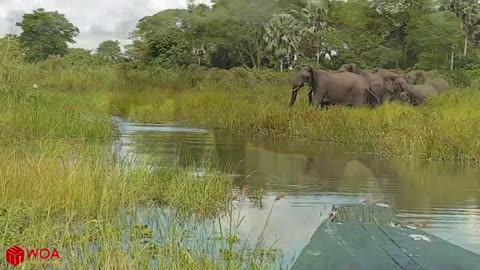 Elephant Saves Baby Elephant From Crocodile Hunting