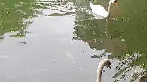 Somewhere in Italy, pond cute geese and ducks