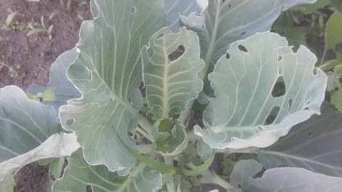 Cabbage growing