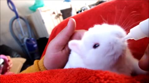 Baby Bunny Rabbits - CUTEST Compilation