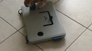 Intelligent puppy solves puzzle to get food