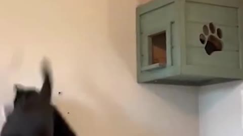 Cat Breaks Shelf As Jumps Through The Air