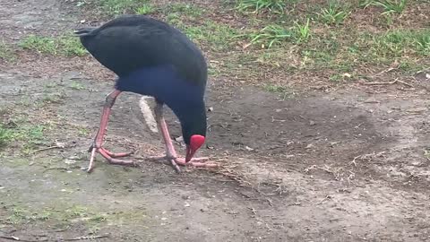 Pukeho Bird 🦢 // Feeding bird 🦢 Pukeho // Eating 🍽 Rice 🌾