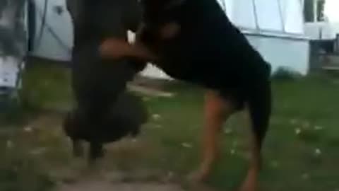 Dogs funny fight