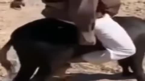 A donkey kicks its owner. Laugh to death 😂😂😂😂😂. ضحك حتى البكاء