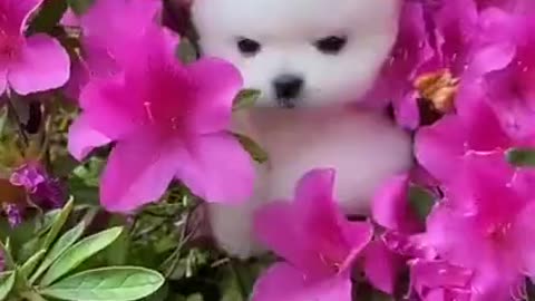 Lovely and funny animals Lovely dog videos 2 in 2021