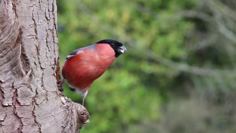 Lovely colorful bird eats from a hole in a tree trunk