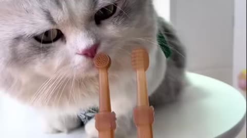 Pet toothbrush