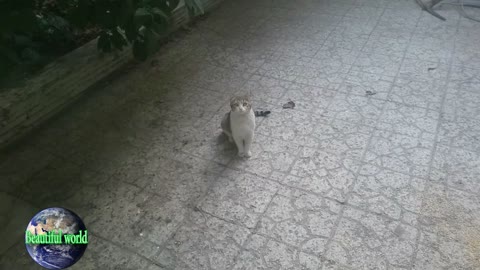 Kitten is playing with his mother | Kitten | baby cat