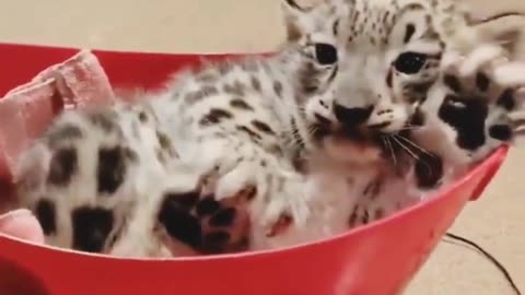 Rescue to Recovery: Baby Snow Leopard’s New Life! ❄️🐾👶🦁❤️👩‍🔬